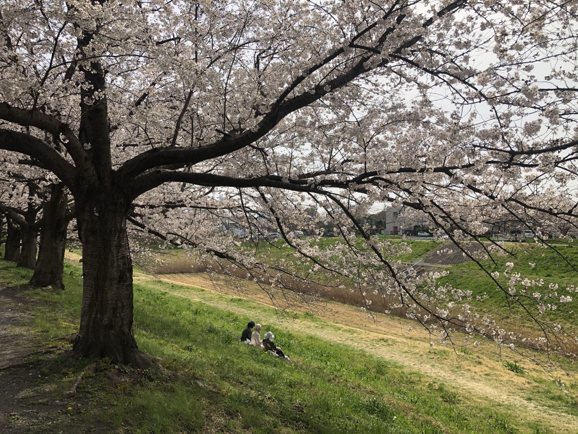 大宮第二公園で穴場の桜（さいたま市見沼区）