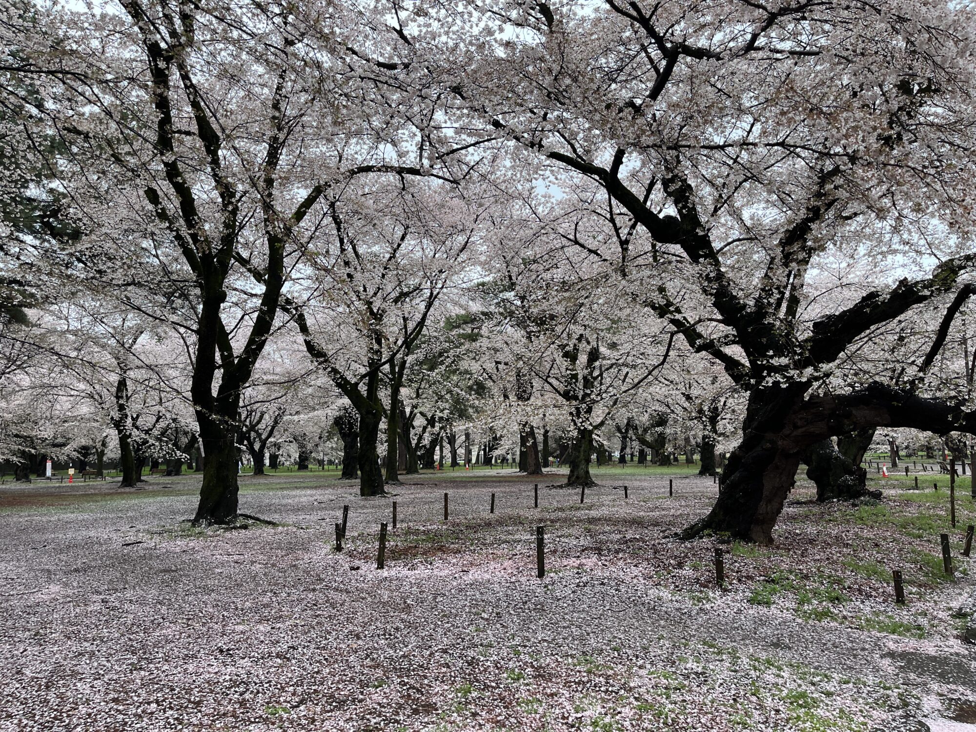 大宮公園の千本桜（さいたま市大宮区）