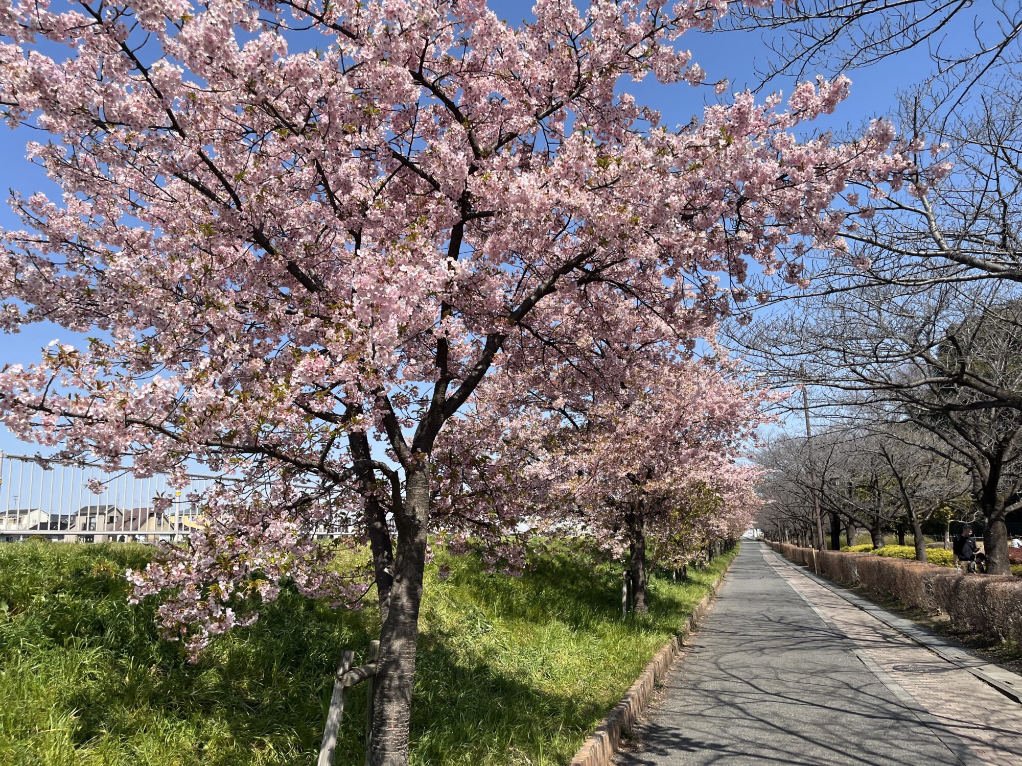 山崎公園の上と下から見る河津桜（富士見市）