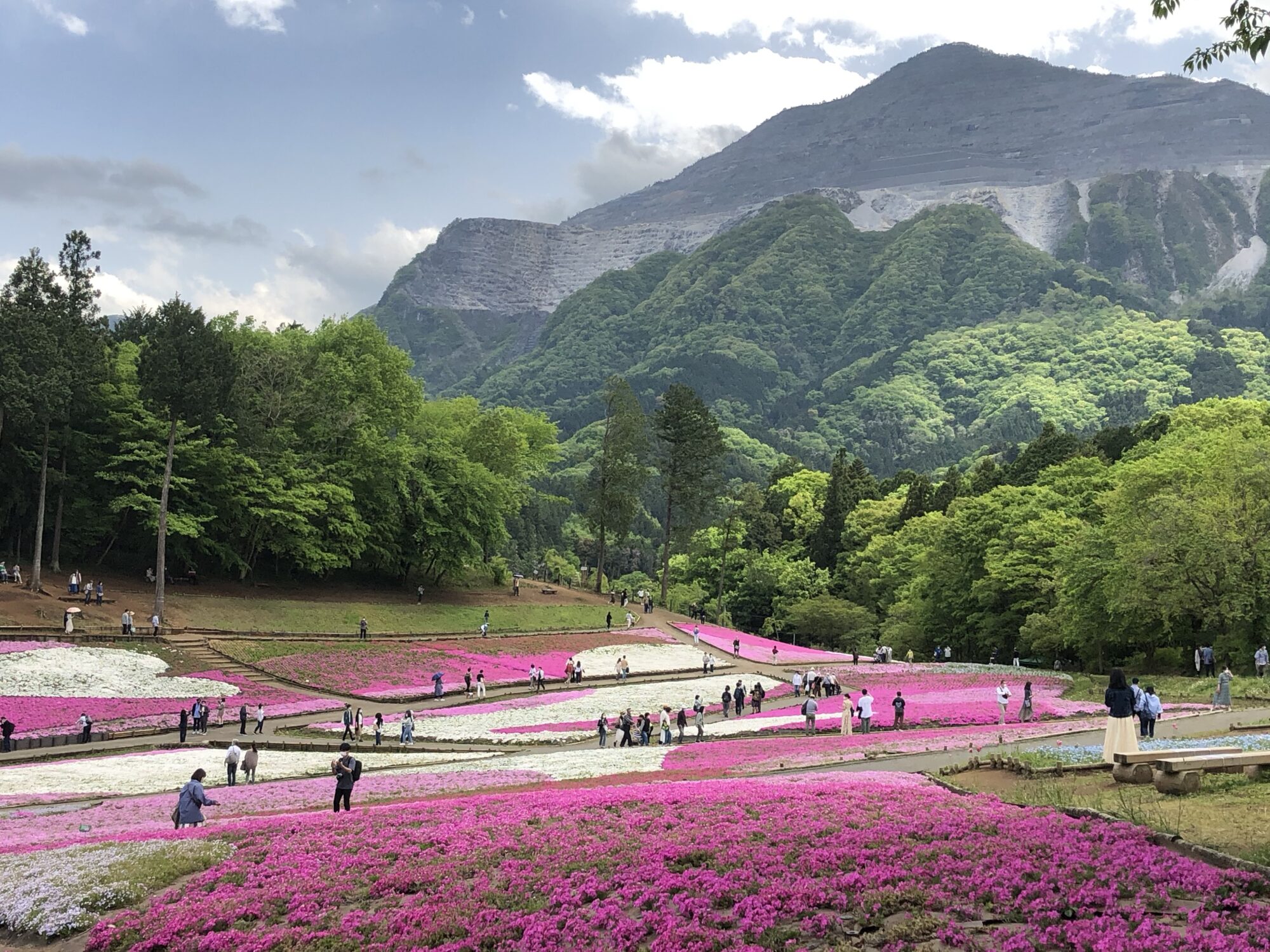 【令和６年開花情報】武甲山と羊山公園の芝桜（秩父市）