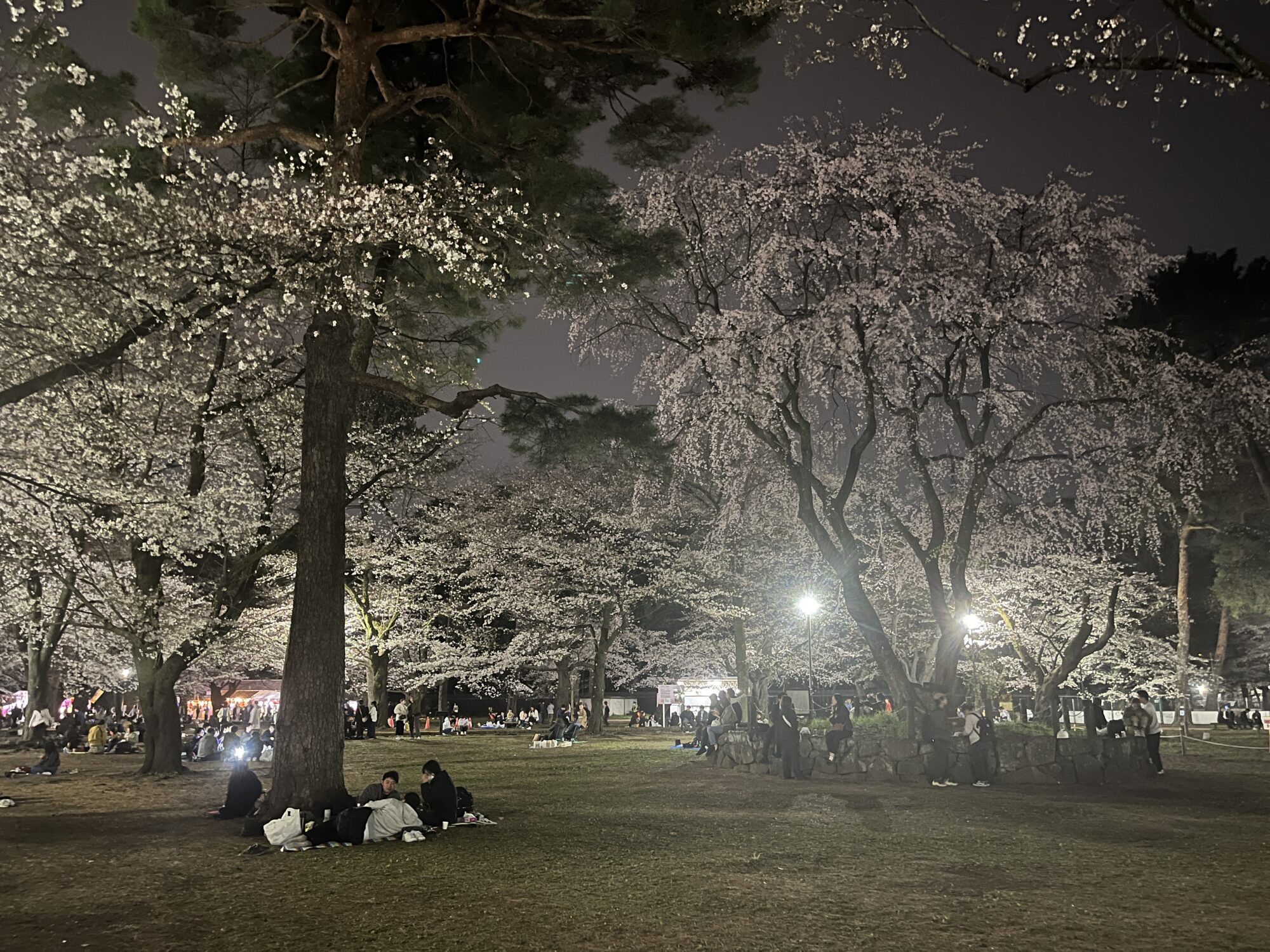 【令和６年開花情報】大宮公園で夜桜鑑賞（さいたま市大宮区）