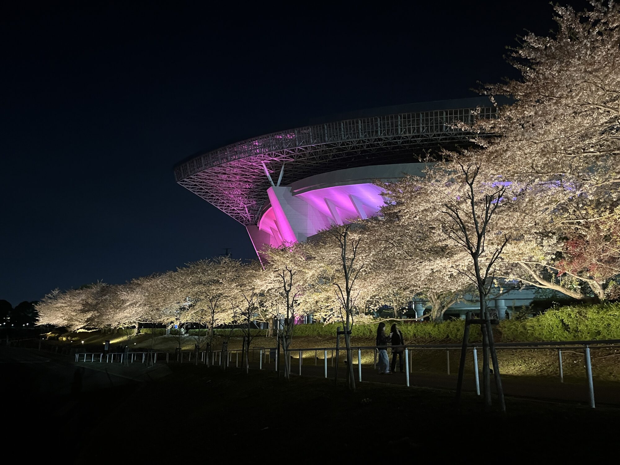 【令和６年開花情報】埼玉スタジアム2○○2の夜桜ライトアップ（さいたま市緑区）