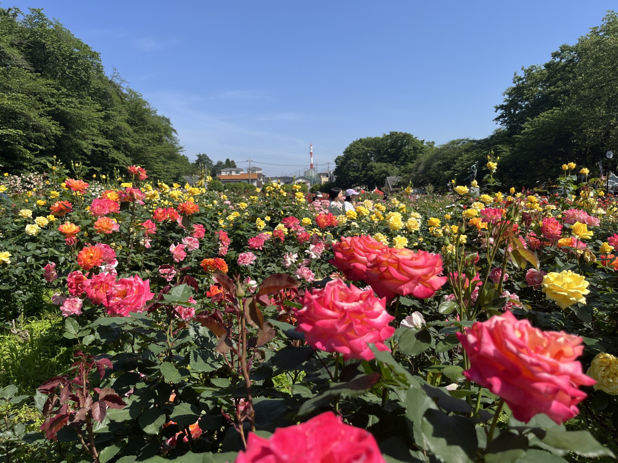 【令和６年開花情報】春の与野公園とバラ（さいたま市中央区）