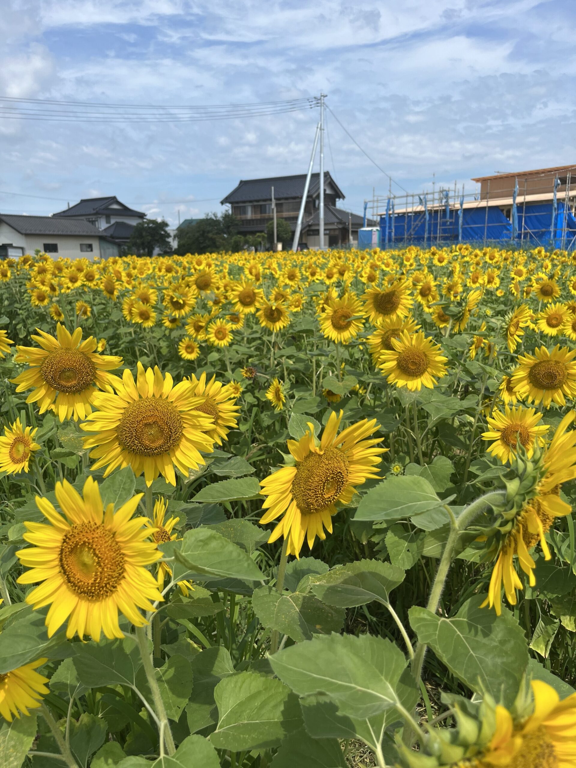 【令和６年開花情報】伊佐沼東岸のひまわり畑（川越市）