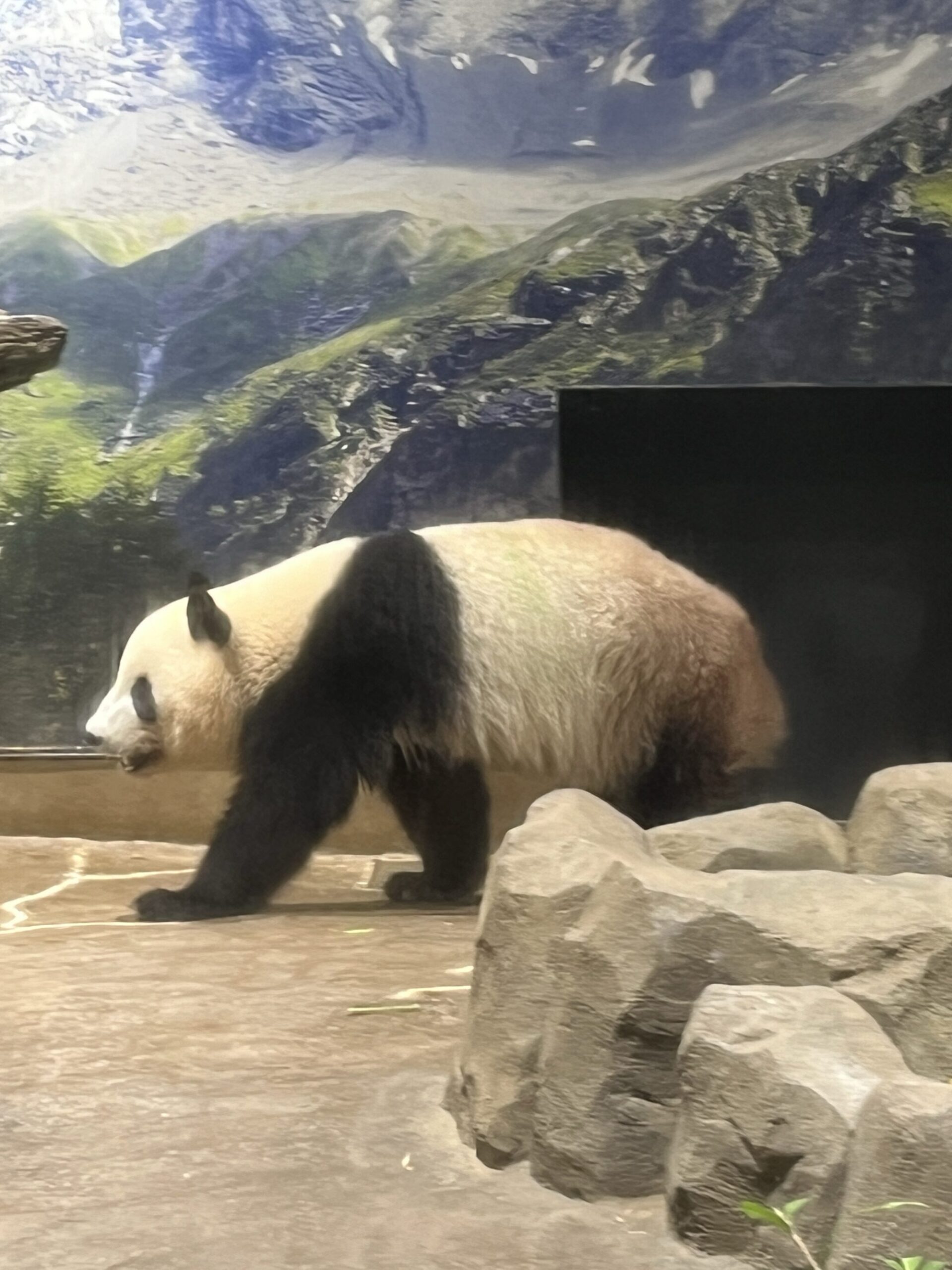 【番外編】上野動物園で双子パンダ鑑賞（東京都台東区）