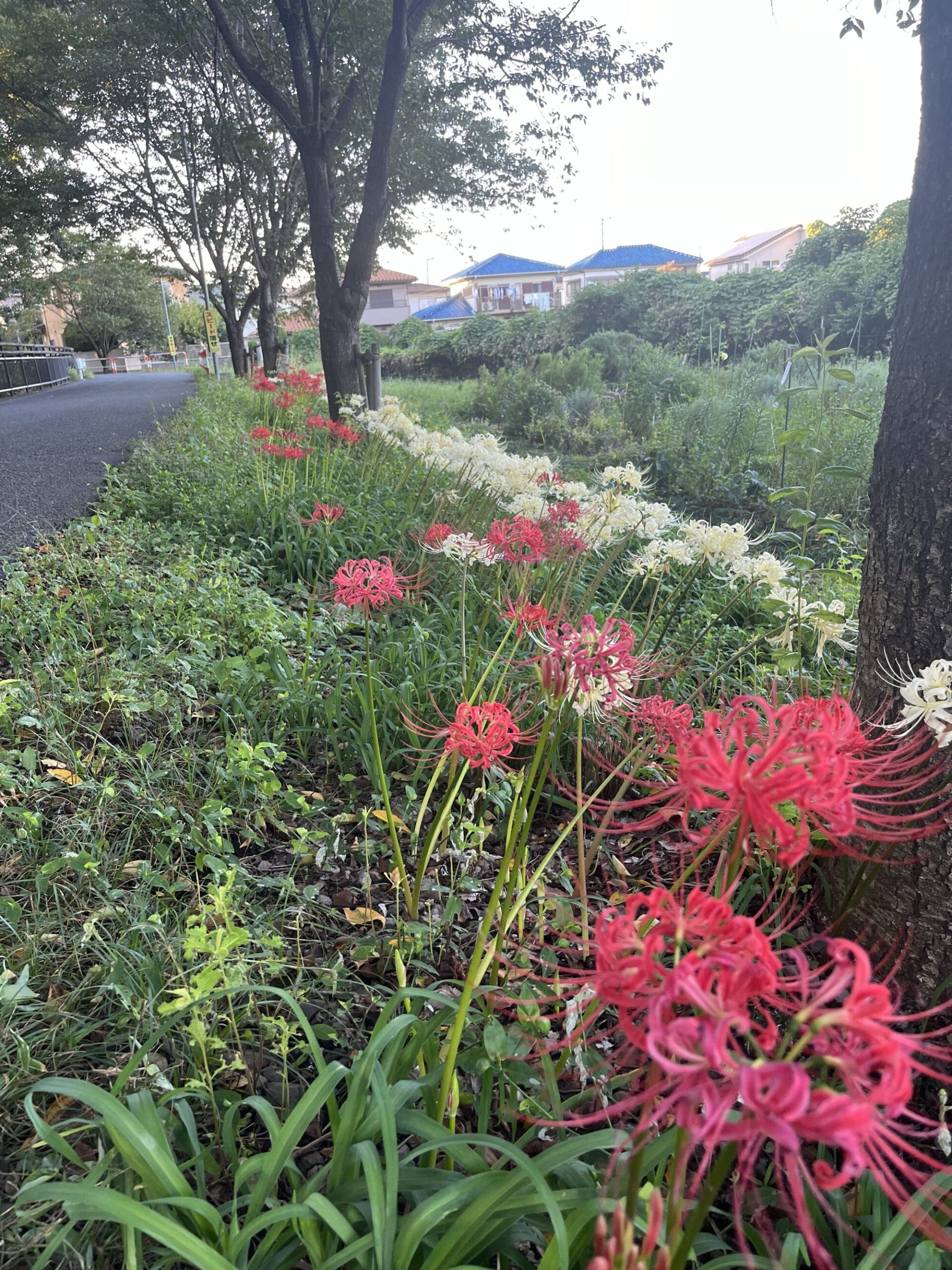 初秋の見沼代用水西縁と彼岸花（さいたま市浦和区）