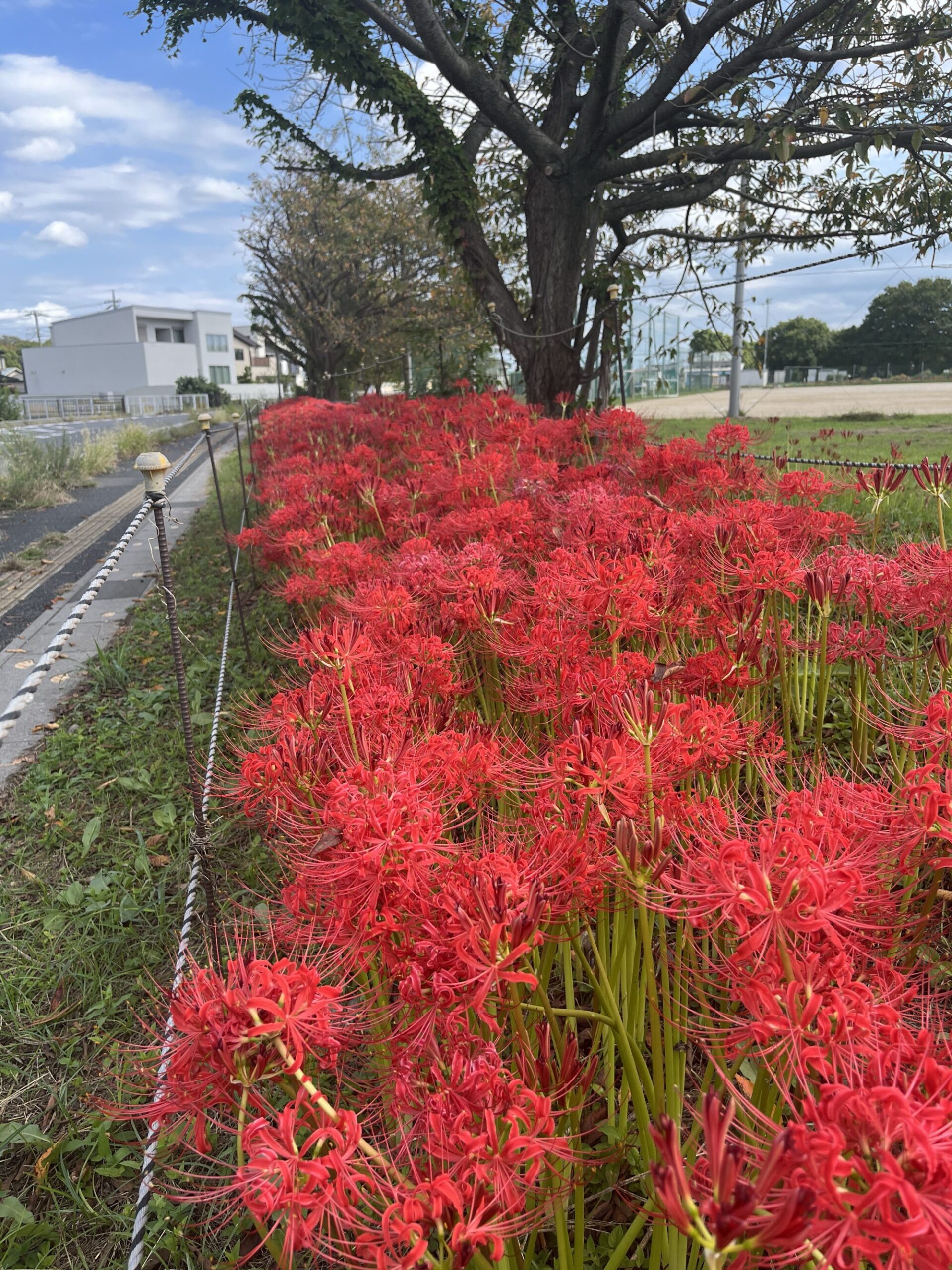 久喜総合運動公園の彼岸花（久喜市）