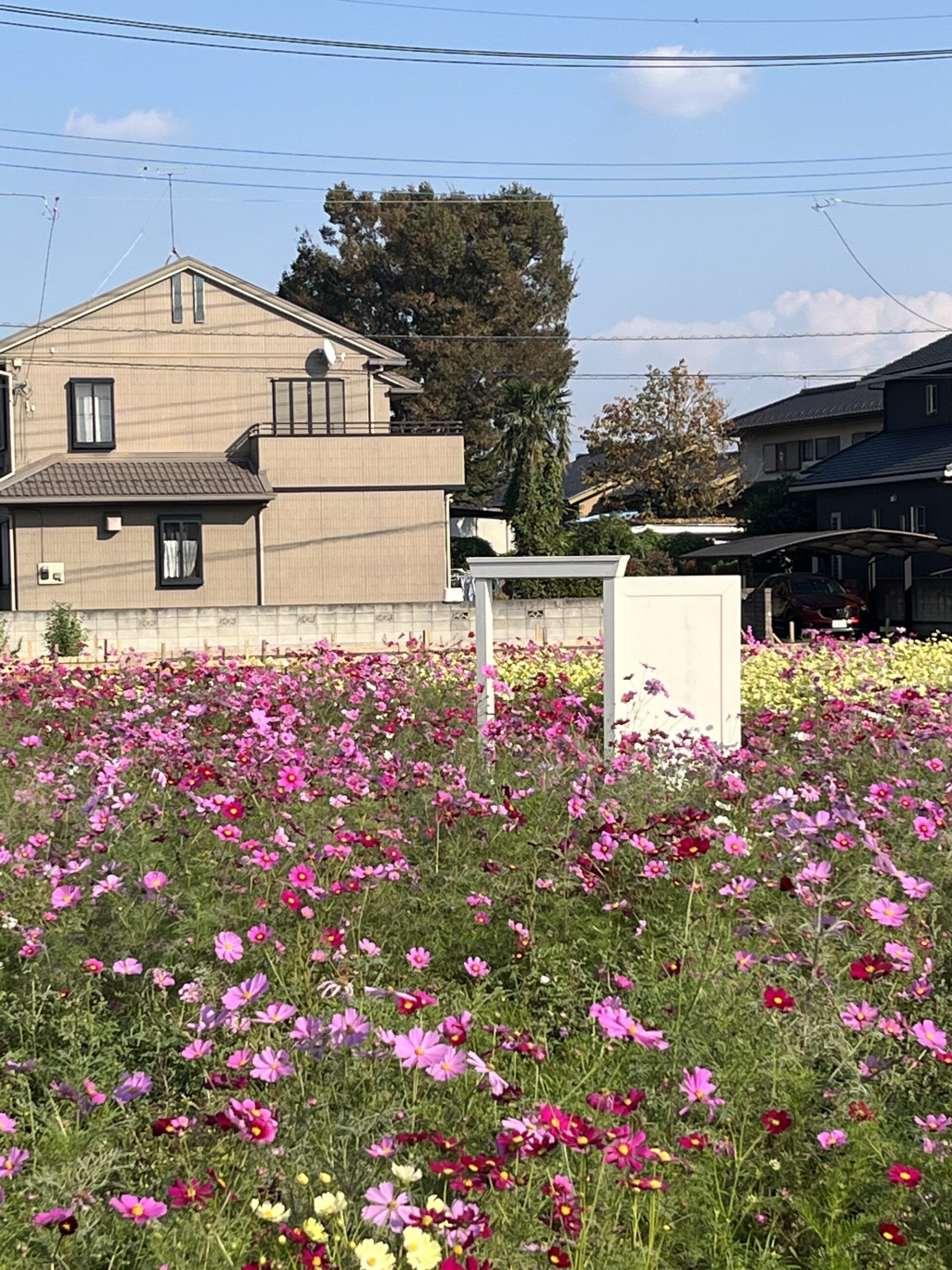 コスモスふれあいロード（久喜市）