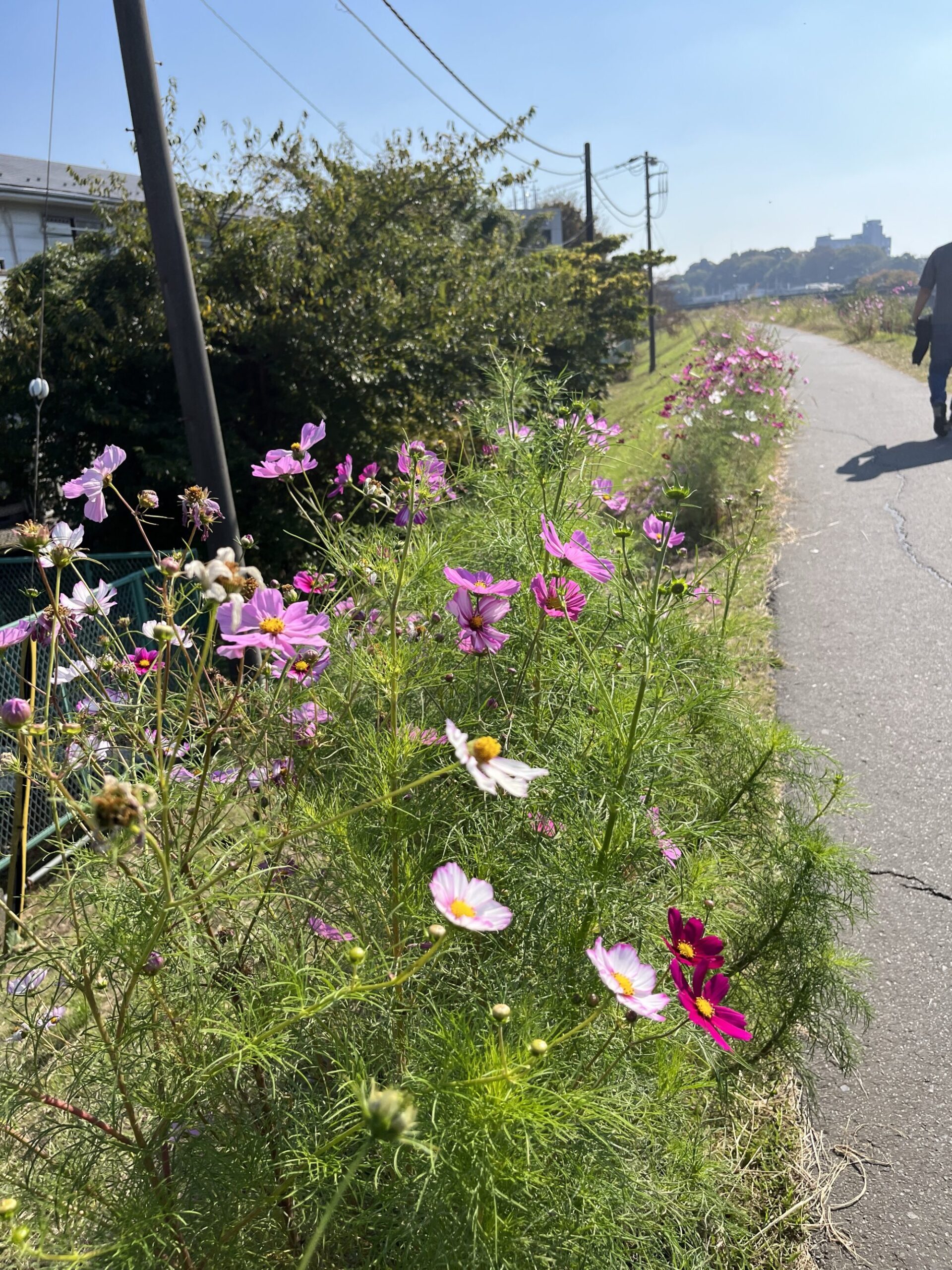 志木コスモス街道（志木市）