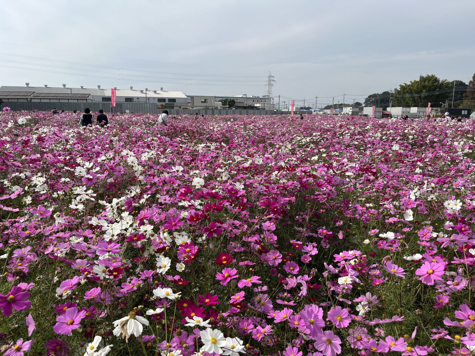 鹿室コスモス畑（さいたま市岩槻区）