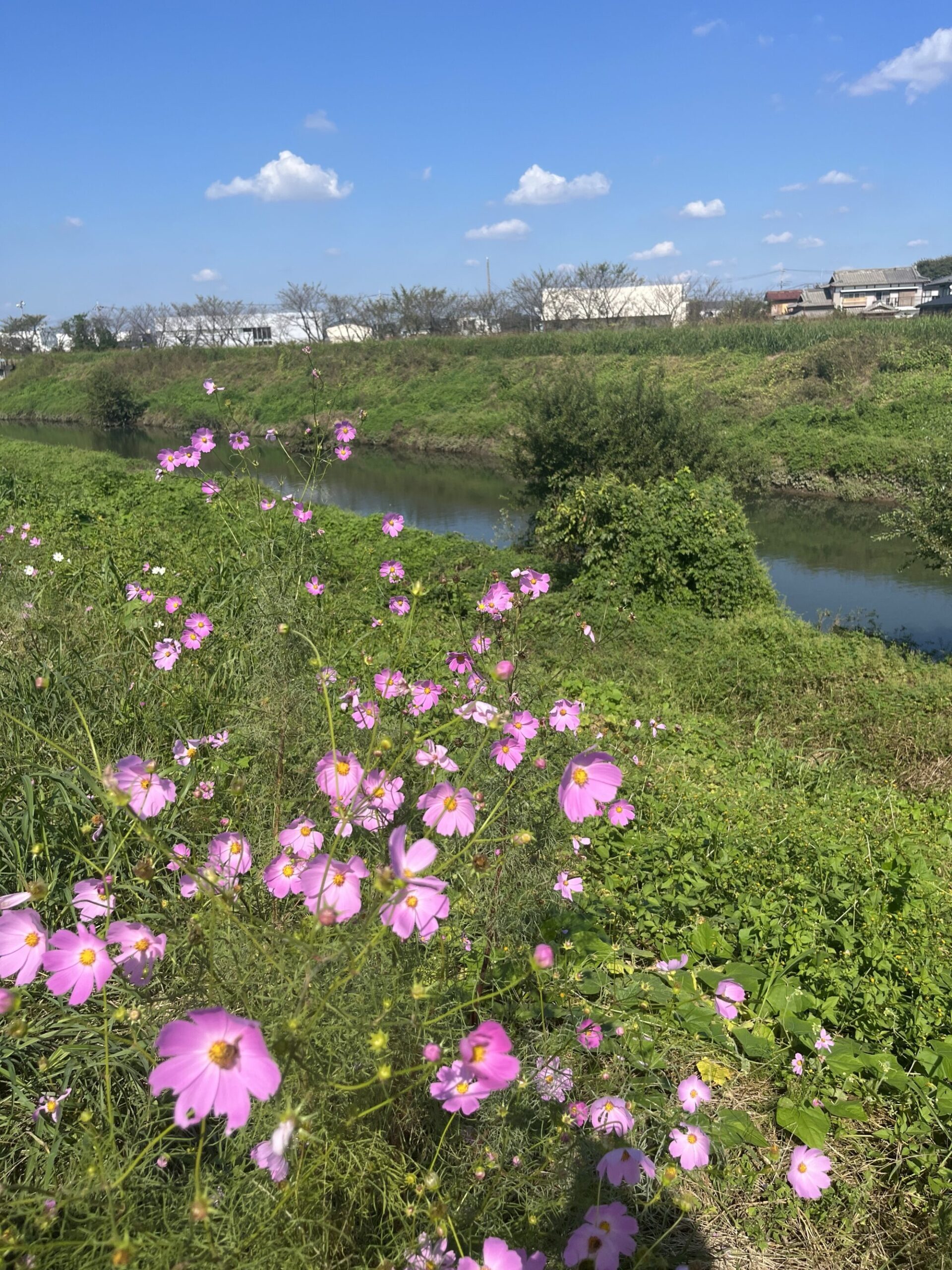 【令和６年開花情報】コスモスの咲く散歩道（富士見市）