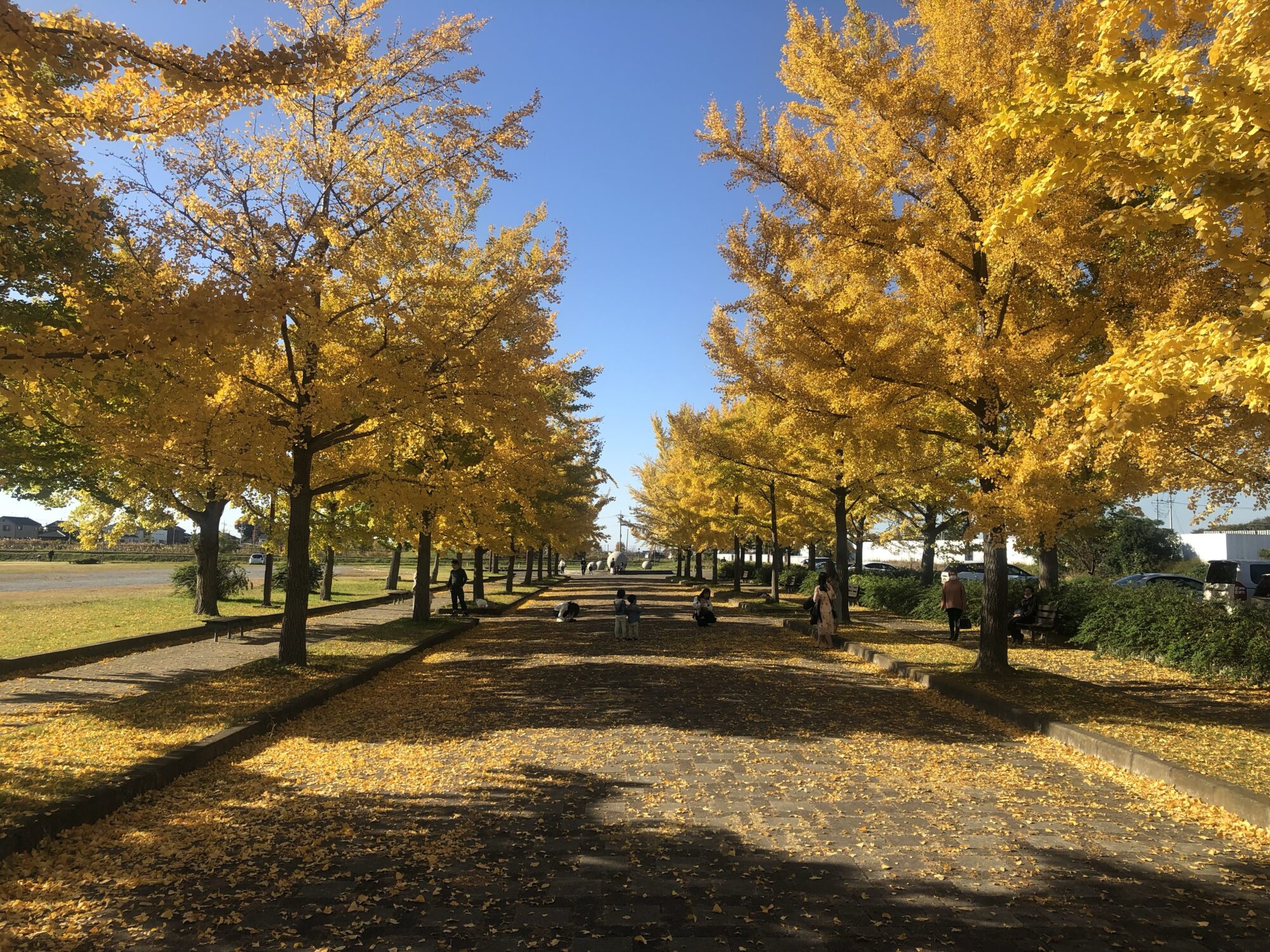 加須はなさき公園のイチョウ並木（加須市）