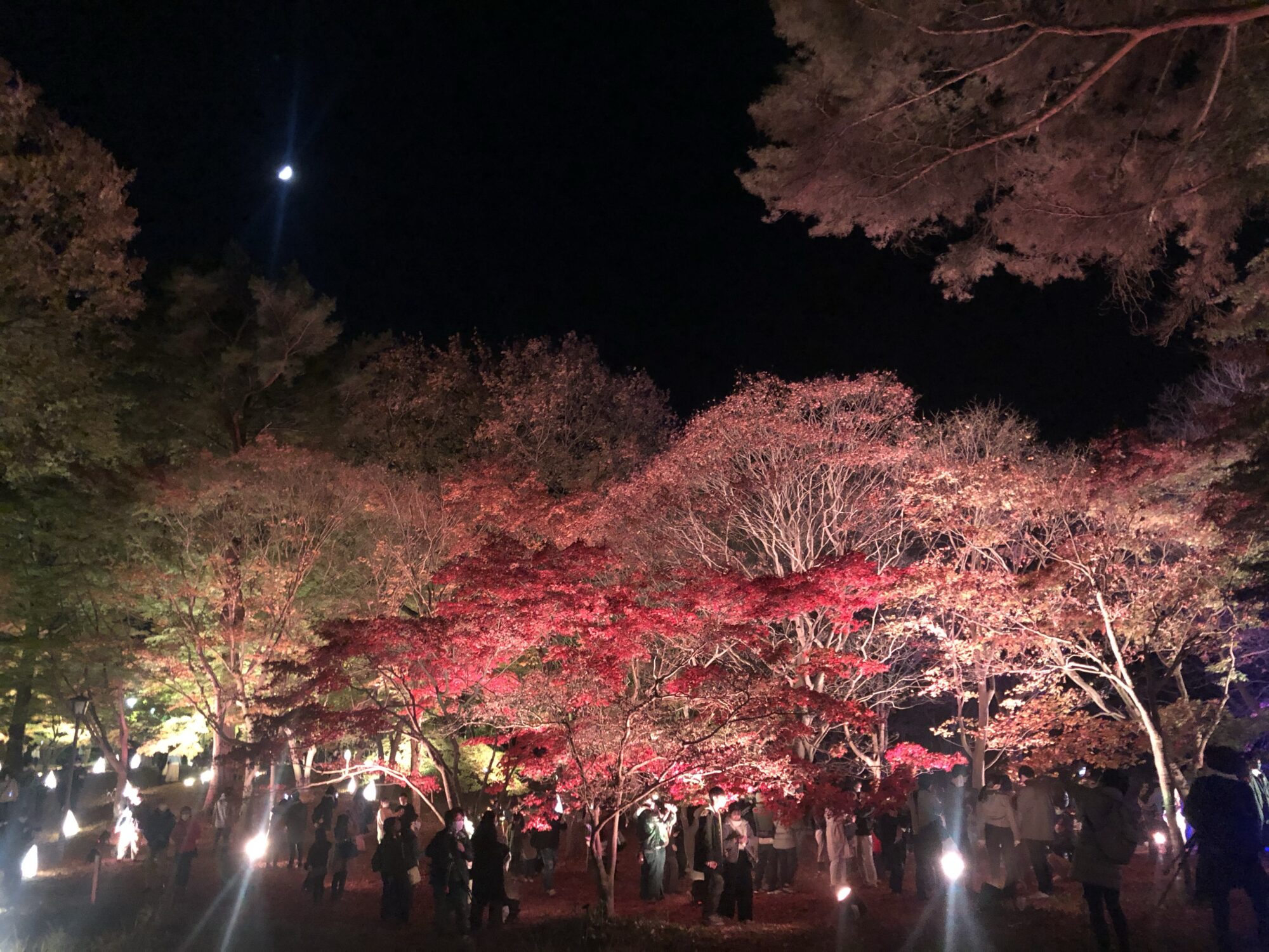 森林公園でカエデのライトアップ（滑川町）