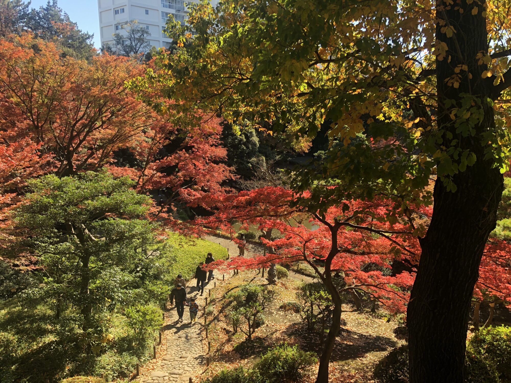 【番外編】旧古河庭園・六義園で紅葉狩り（東京都北区・文京区）