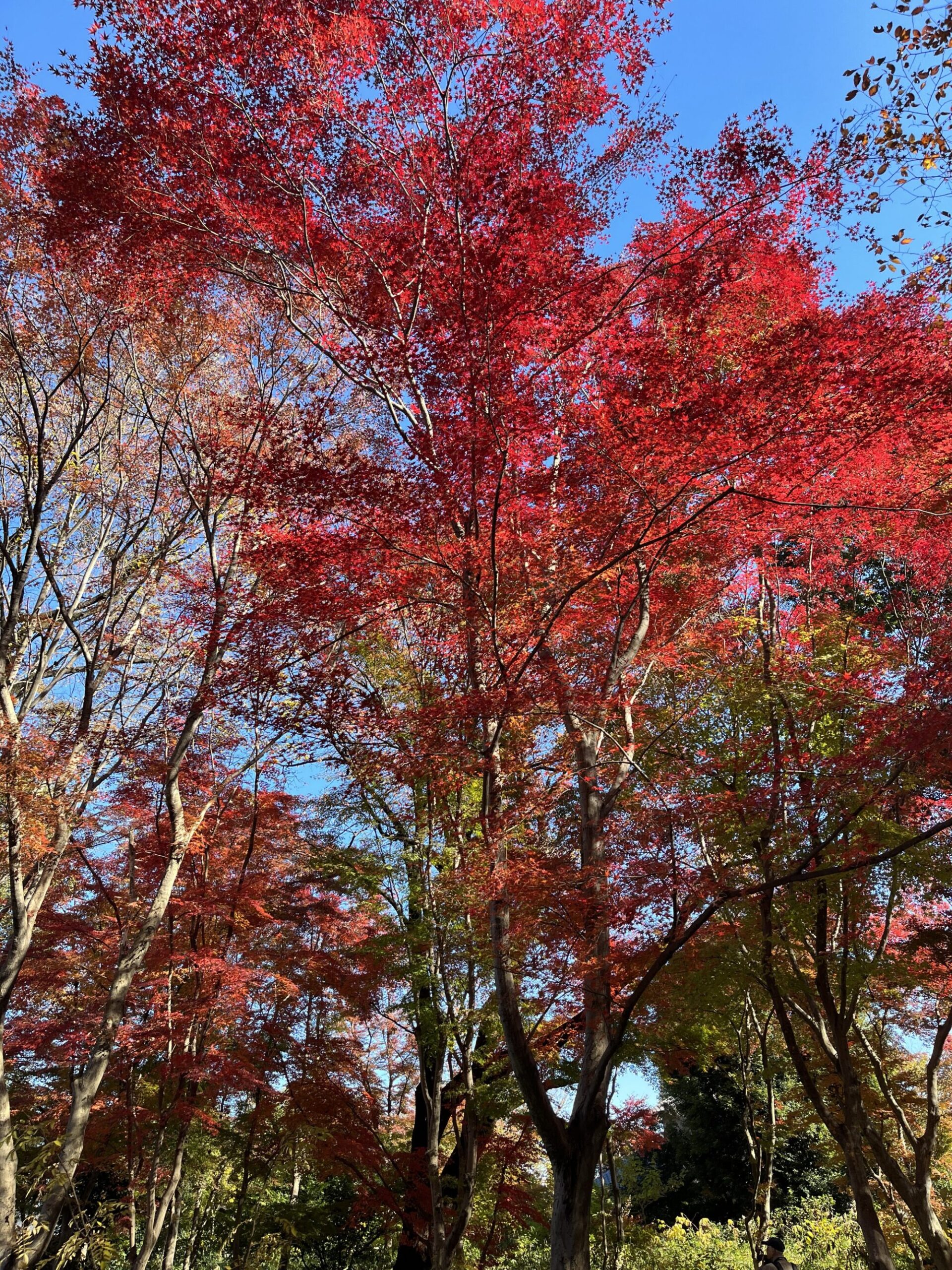 平林寺でカエデ鑑賞（新座市）