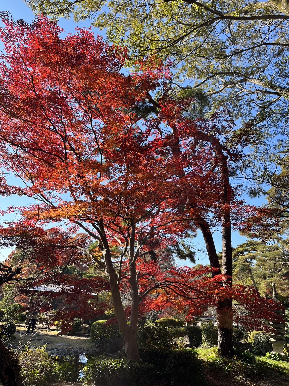 【令和６年紅葉情報】晩秋の氷川神社と大宮公園（さいたま市大宮区）