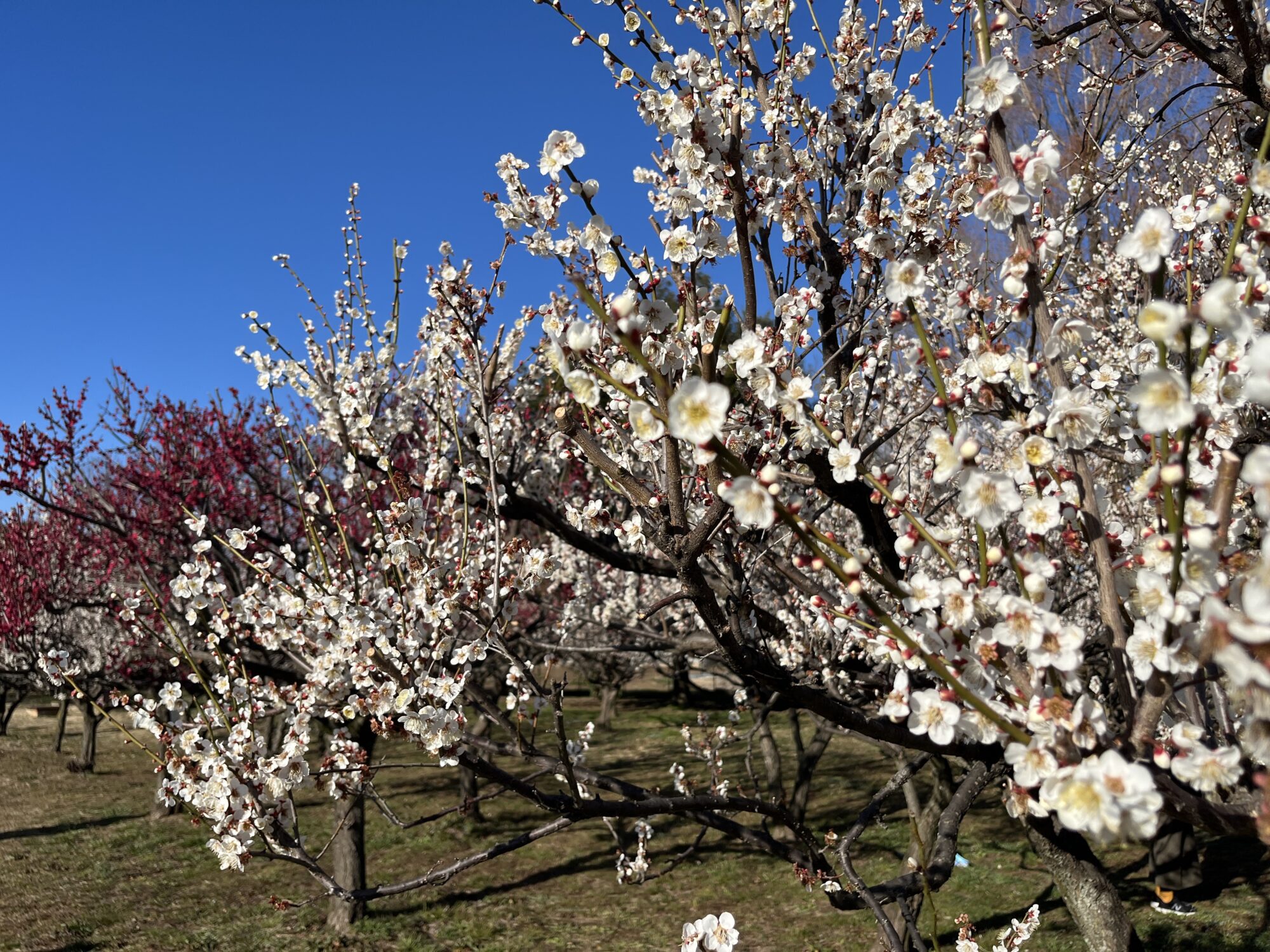 【令和７年開花情報】大宮花の丘農林公園の梅（さいたま市西区）