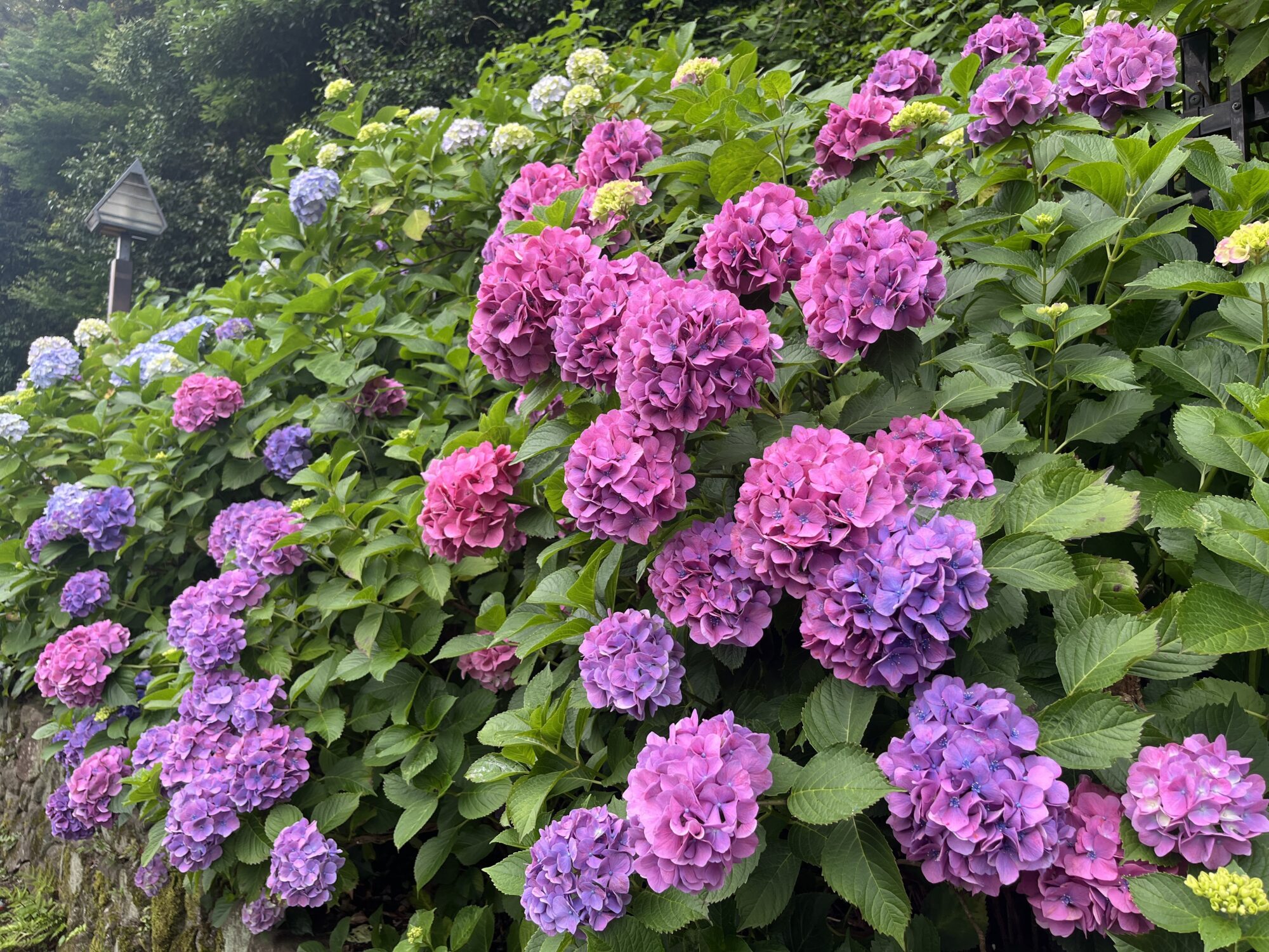 【番外編】飛鳥の小径で紫陽花散歩（東京都北区）