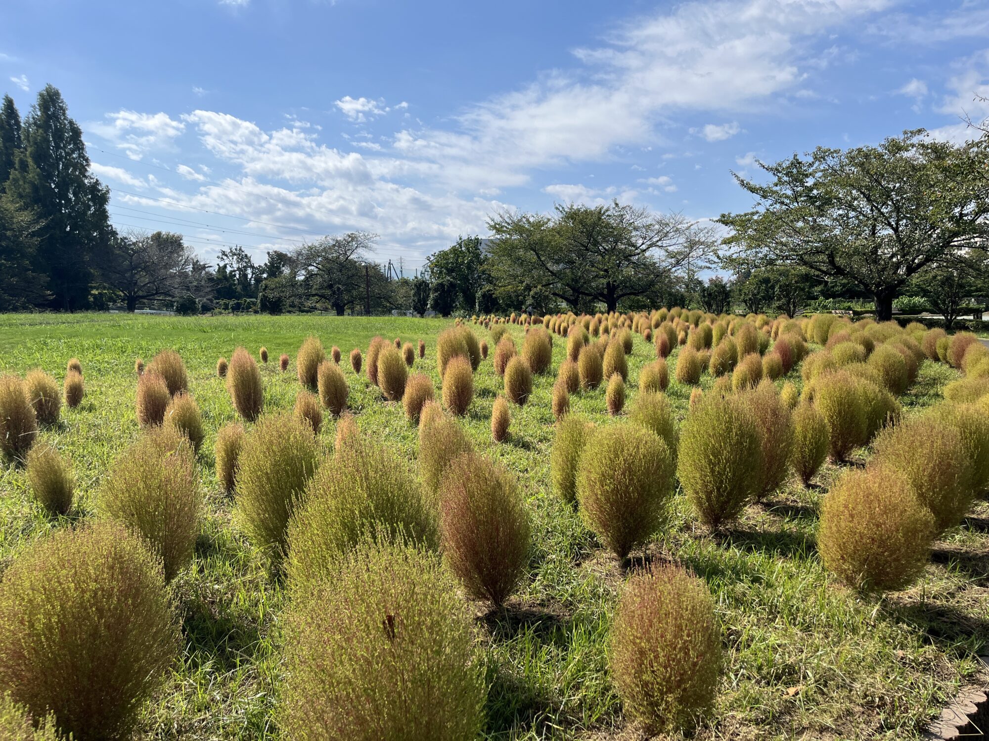 【令和７年開花情報】秋の大宮花の丘農林公苑を散歩（さいたま市西区）