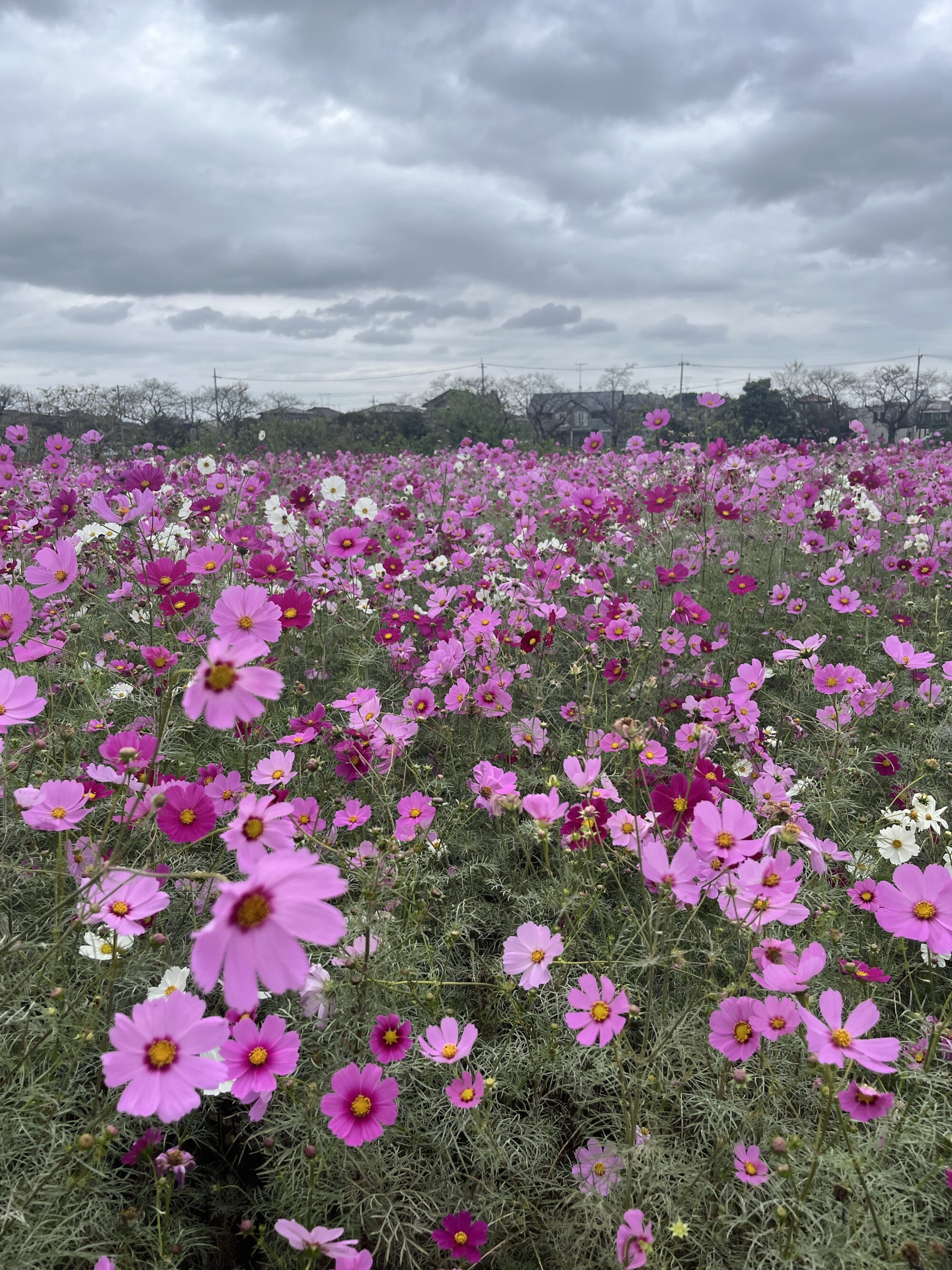 【令和7年開花情報】閏戸コスモス畑（蓮田市）