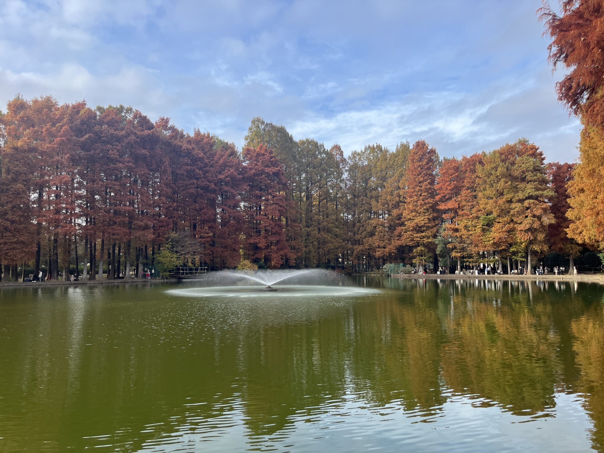 別所沼公園のメタセコイア（さいたま市南区）