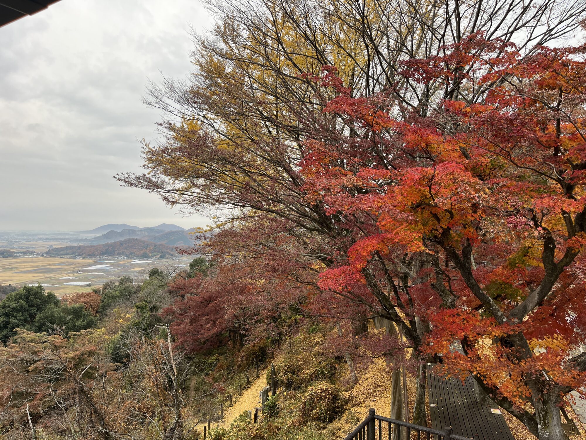 【番外編】一足遅かった大平山の紅葉（栃木県栃木市）