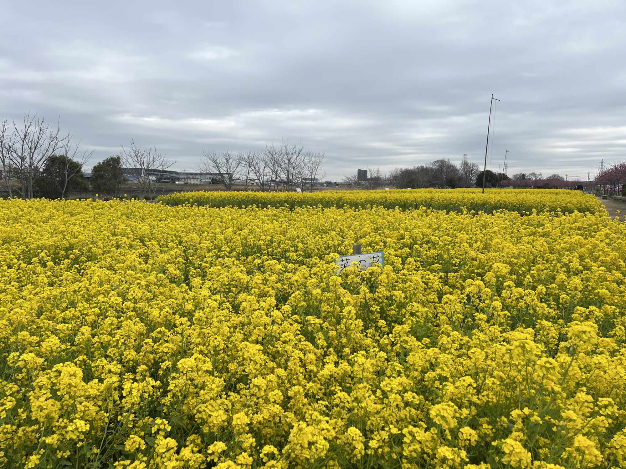 【令和8年開花情報】八潮フラワーパークで菜の花と花桃の共演（八潮市）